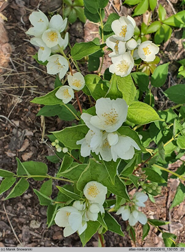 Philadelphus Godzisz