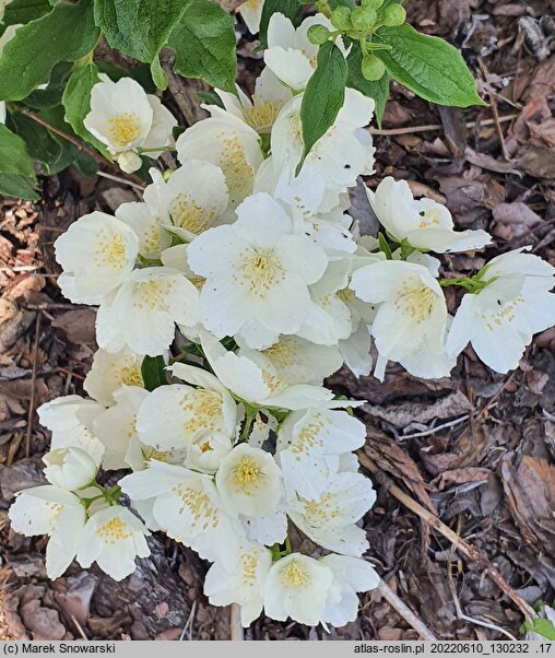 Philadelphus Kasia