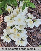 Philadelphus Kasia