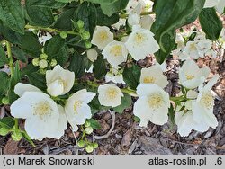 Philadelphus Kasia