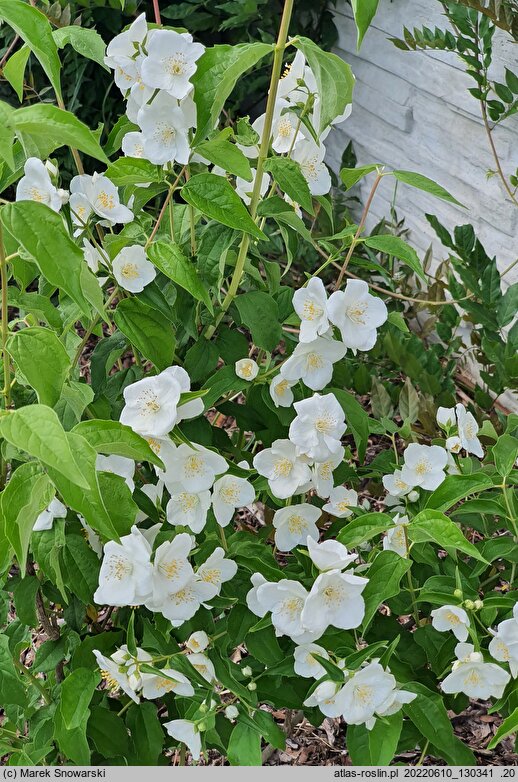 Philadelphus Biały Sopel