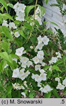 Philadelphus Biały Sopel