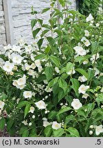 Philadelphus Biały Sopel