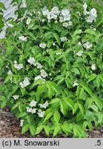 Philadelphus Biały Sopel
