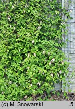 Clematis Pink Swing