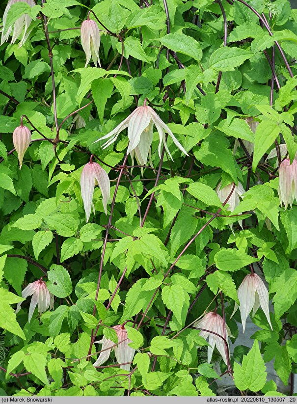 Clematis Pink Swing