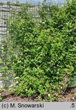 Clematis Lemon Dream
