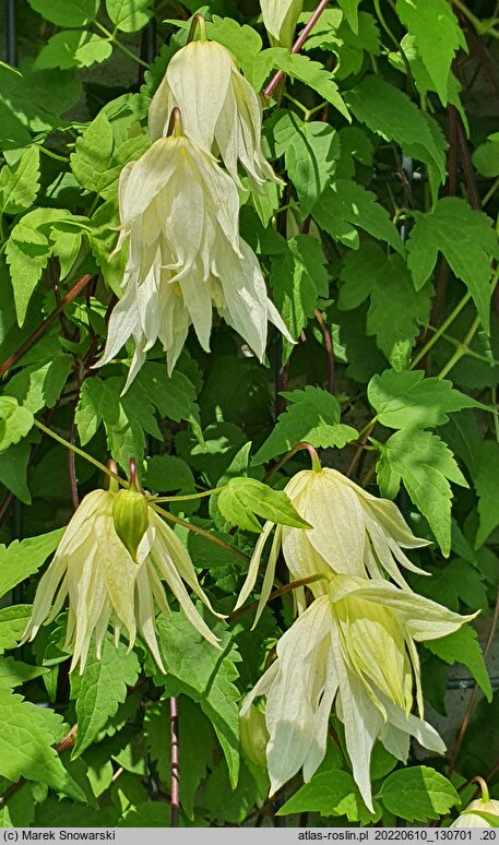Clematis Lemon Dream