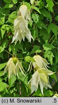 Clematis Lemon Dream