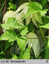 Clematis Lemon Dream