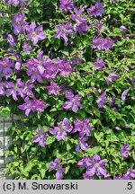 Clematis Solina
