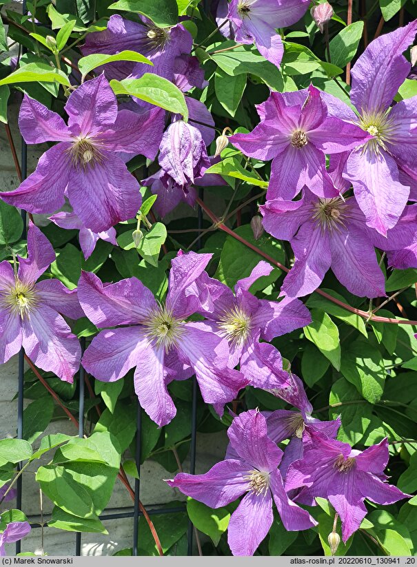 Clematis Solina