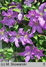Clematis Solina