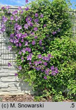 Clematis Solina