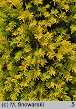 Taxus baccata Jan Paweł Wielki