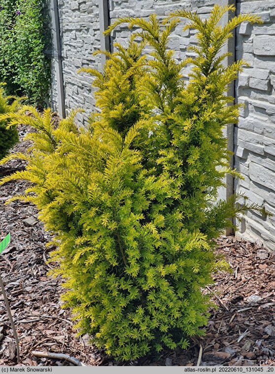 Taxus baccata Jan Paweł Wielki