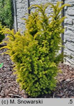 Taxus baccata Jan Paweł Wielki
