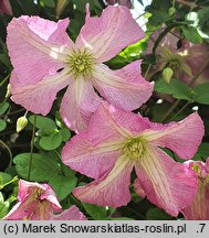Clematis Oberek