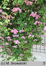 Clematis Oberek