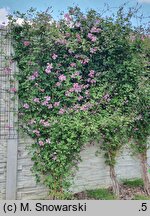 Clematis Oberek