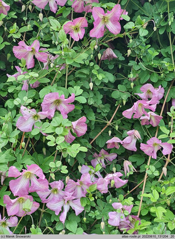 Clematis Oberek