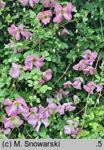 Clematis Oberek