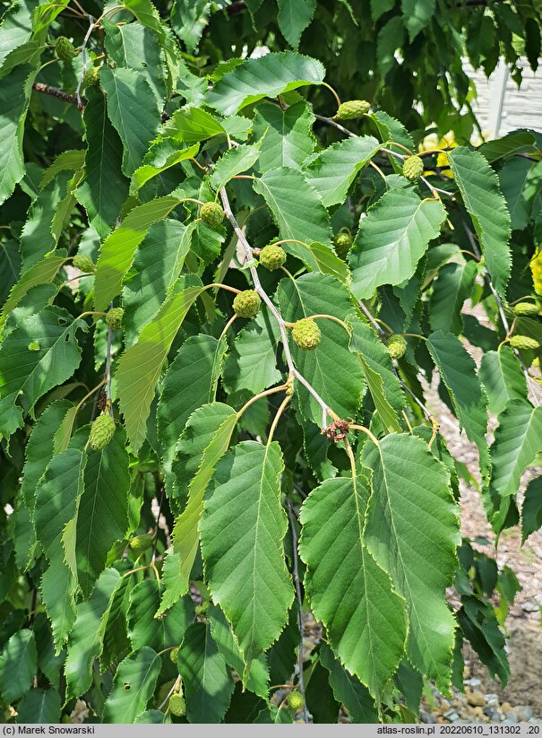 Betula Hoseri