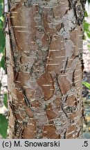 Betula Hoseri