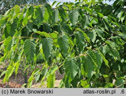 Betula Hoseri