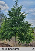 Betula Hoseri