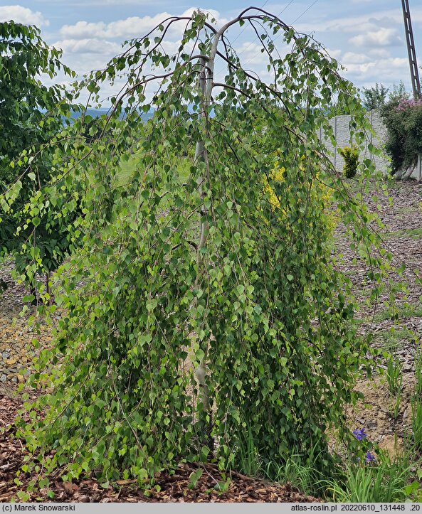 Betula pendula Pendula