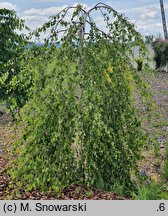 Betula pendula Pendula