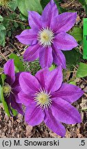 Clematis Lavender Beauty