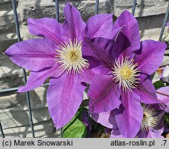 Clematis Lavender Beauty