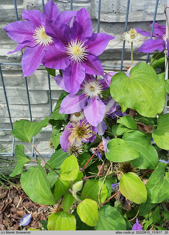 Clematis Lavender Beauty