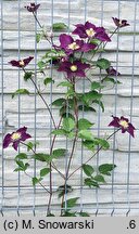 Clematis The Heroes of Warsaw