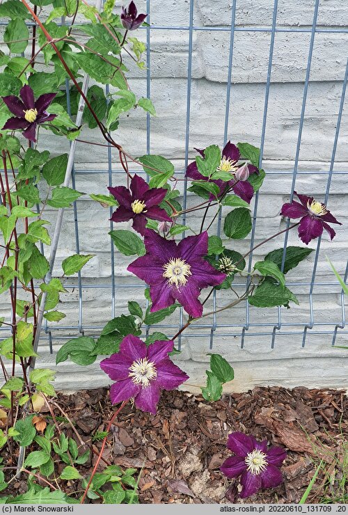 Clematis The Heroes of Warsaw