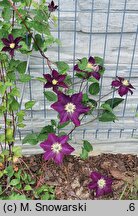 Clematis The Heroes of Warsaw