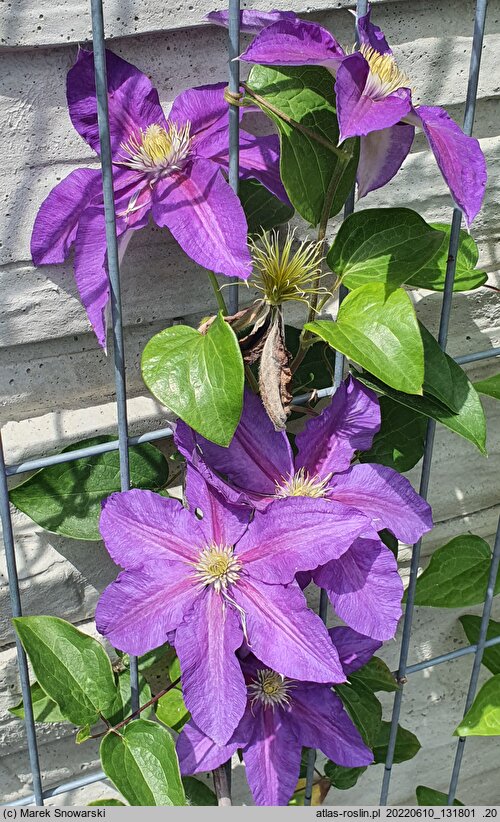 Clematis Dada