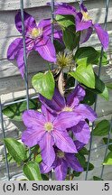 Clematis Dada