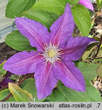 Clematis Dada