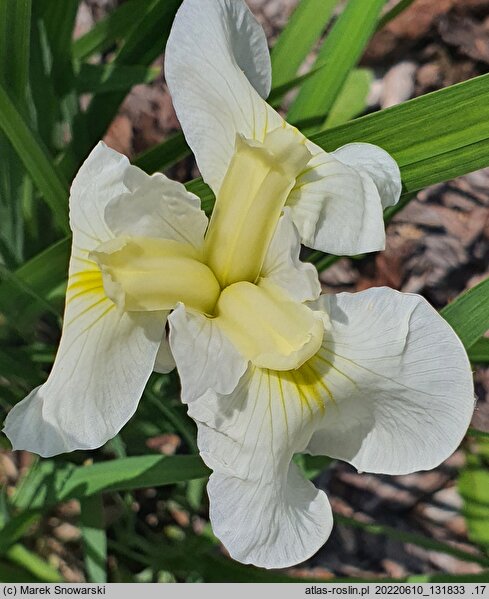 Iris hort. Zofia