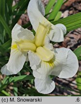 Iris hort. Zofia