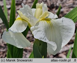 Iris hort. Zofia