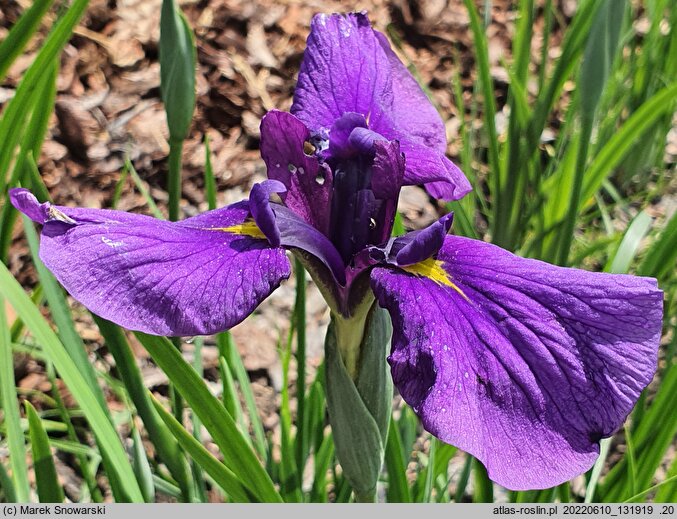 Iris hort. Soplica