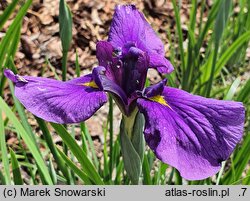 Iris hort. Soplica