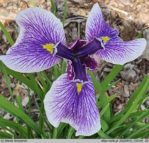 Iris hort. Karolina