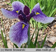 Iris hort. Karolina