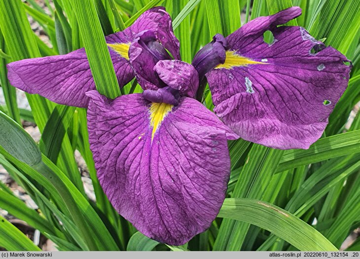Iris hort. Tadeusz