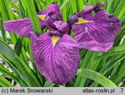 Iris hort. Tadeusz